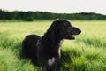 Irish Wolfhound standing in wheat field at sunset