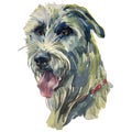 The Irish Wolfhound watercolor hand painted dog portrait Royalty Free Stock Photo