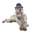 Irish Wolfhound