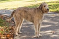 Irish Wolfhound