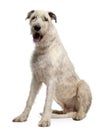 Irish Wolfhound, 4 years old Royalty Free Stock Photo