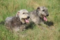 Irish wolfhounds resting together