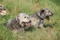 Irish wolfhounds resting together