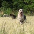 Irish wolfhounds running in nature