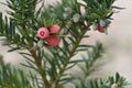 Irish Yew Fastigiata