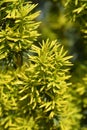 Irish Yew Fastigiata Royalty Free Stock Photo