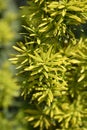 Irish Yew Fastigiata Royalty Free Stock Photo