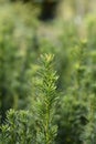 Irish Yew Fastigiata Robusta Royalty Free Stock Photo