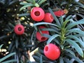 Irish Yew Tree Taxus baccata `Fastigiata`, Saulen-Eibe, Saeulen-Eibe oder Sauleneibe SÃÂ¤uleneibe