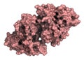 Irisin (Fibronectin type III domain-containing protein 5) protein. Myokine shown to promote conversion of white to brown fat Royalty Free Stock Photo