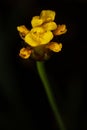 Laxleaf Yelloweyed Grass Flower