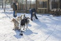 Irkutsk / Russia - February 18 2019: man prepare Husky dogs on sledge for tourists in winter season