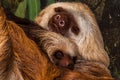 Hoffmann`s Two-toed Sloth with baby. Choloepus hoffmannii Royalty Free Stock Photo