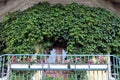 Iron balcony railings in the old house, overgrown with wild grapes wall of the house