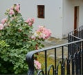 Iron banister and a rose bush. Pink roses and hammerd banisters Royalty Free Stock Photo