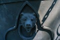 Iron bear head