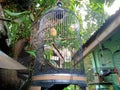 Iron bird cage, for love birds, owls, parrots and the like