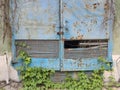 Iron blue door with spots of rust. Green plants with yellow flowers. Gray wall Royalty Free Stock Photo