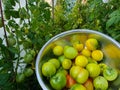 iron bowl of fresh ripe just picked tomatoes against the background of tomato plants in a greenhouse Royalty Free Stock Photo