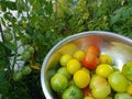 iron bowl of fresh ripe just picked tomatoes against the background of tomato plants in a greenhouse Royalty Free Stock Photo