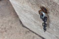 iron chain on ancient church wall Royalty Free Stock Photo