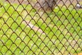 iron chain link fence against green meadow Royalty Free Stock Photo