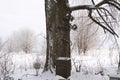 Iron cross at the old rural cemetery, burial 1912 Vologda region