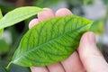 Iron deficiency chlorosis on lemon leaves. Fine mesh of green veins on light leaf background