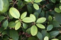 Iron deficiency or chlorosis on rhododendron leaves