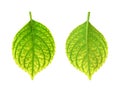 Iron deficiency of Hydrangea macrophylla leaf - ch Royalty Free Stock Photo
