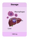 iron distribution in the body, iron storage, macrophages, iron penos, transferrin, 2d and 3d graphics Royalty Free Stock Photo