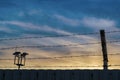 Iron fence with blue sky and sunset