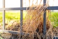 Iron fence, dried grass against the background of the fence, sunny day