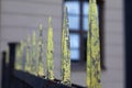 Iron fence with sharp tips in yellow, protection for military area