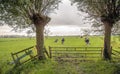 Iron gate in front of a Dutch meadow Royalty Free Stock Photo