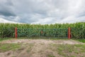 Iron gate in front of a field of fodder maize plants Royalty Free Stock Photo