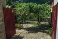 Iron gate open to deserted yard with leafy vines