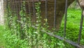 Iron gate wrapped with plants