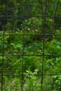 iron grate on the background of forest thickets