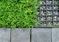 iron grate of a drainage system for storm water drainage from a pedestrian sidewalk near a green lawn. Royalty Free Stock Photo