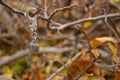 Iron handcuffs hang on a tree branch in the street in the autumn afternoon close up