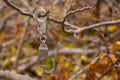 Iron handcuffs hang on a tree branch in the street in the autumn afternoon close up