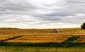 Iron horse in a wheat field. Kneehill, Alberta, Canada Royalty Free Stock Photo