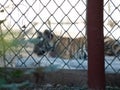 Iron Mesh Fencing of a Zoo in Focus and tiger in background