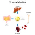 Iron metabolism and Erythropoiesis. from liver, intestine and spleen