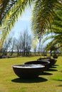 Iron metal bowl to boil down the sugar underneath the palm tree Royalty Free Stock Photo