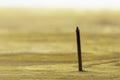 An iron nail sticking out of the wooden surface, point up Royalty Free Stock Photo