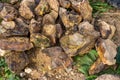 Iron ore in the form of lumps of brown iron ore limonite in nature