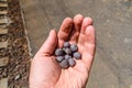 Iron ore taconite pellets in a worker hand Royalty Free Stock Photo