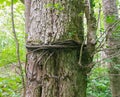 The iron rope is tied around the big oak tree Royalty Free Stock Photo